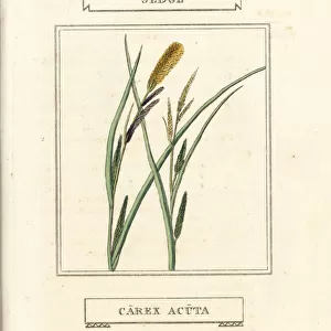 Sedge, Carex acuta
