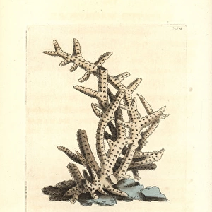 Seriated madrepore coral, Madrepora seriata