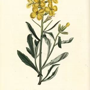 Smelly wallflower, Erysimum odoratum