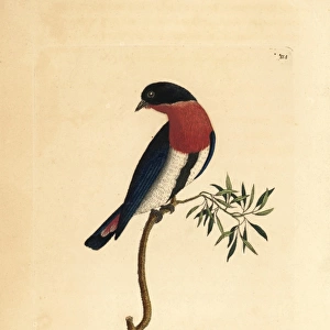 Swallow warbler, Dicaeum hirundinaceum