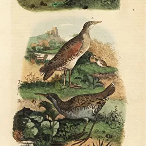 Tree frog, water rail and landrail