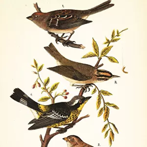 Bunting And American Sparrows Related Images