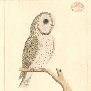 Tyto alba, barn owl