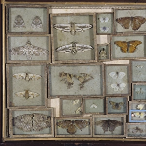 Various lepidoptera