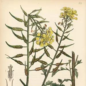 White mustard, Brassica alba