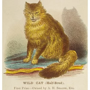 Wild Cat (Half Breed)
