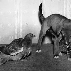 Wood pigeon, puppy and kitten