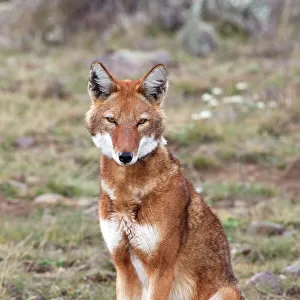 Abyssinian / Ethiopian Wolf / Simien Jackal / Simien Fox - single. Endangered. Bale Mountains - Ethiopia. 4000 m - 4300 m
