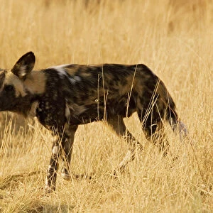 African Wild Dog / Painted Hunting Dog