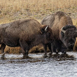 American Bison. Yellowstone National Park, Wyoming Date: 09-10-2021
