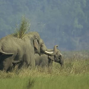 Asian / Indian Elephant throwing-off grass on its back Corbett National Park, India