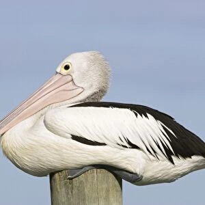 Australian Pelican - Side-on portrait of a pelican sitting on a jetty post in a fishing boat harbour - Noosaville, Sunshine Coast, Queensland, Australia