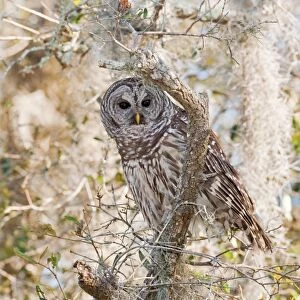 Barred Owl - Florida - USA - in January