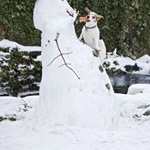 BB-2935 Dog - Jack Russel - climbing up snowman stealing carrot nose in winter snow - UK 17304