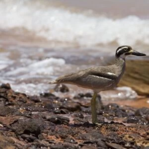 Beach Stone-curlew / Beach Thick-knee. Found around the northern coasts of Australia. Uncommon and wary and vulnerable due to human activity on beaches. Secure in remote areas. At Roebuck Bay, Western Australia. Previously E. magnirostris