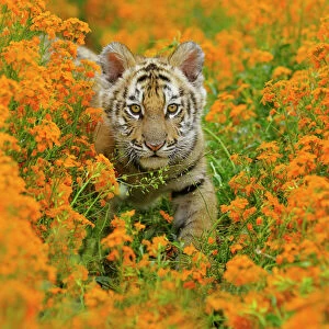 Bengal tiger - cub, Endangered Species C3B1708