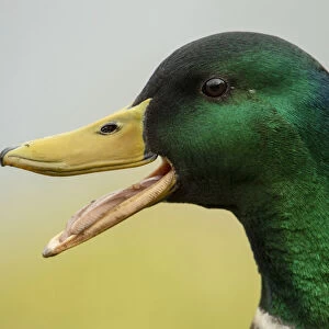 BIRD. Mallard duck, male, head study, beak open
