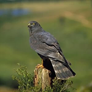 Black Harrier - perched on tree stump