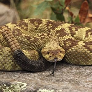 Black-tailed Rattlesnake - coiled showing rattle - smelling or tasting the air with its tongue - Chiricahua Mountains - Arizona - USA - Distribution: Texas -New Mexico and Arizona into central Mexico