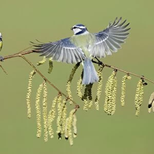 Blue Tit - 2 birds on flowering hazel branch, Lower Saxony, Germany