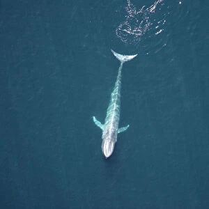 Blue Whale - Near surface Gulf of California (Sea of Cortez), Mexico