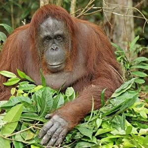Borneo Orangutan - making a nest. Camp Leaky, Tanjung Puting National Park, Borneo, Indonesia