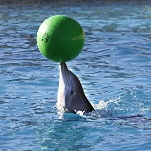 Bottlenose Dolphin - balancing ball on nose. France