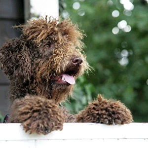 Brown labradoodle - peering over wall