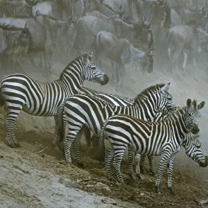 Burchell's / Plains / Common Zebras Group together by waterhole Maasai Mara, Kenya, Africa