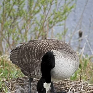 Canada Goose (Branta canadensis) - On Nest with Eggs - NY -USA - The most common and best-known goose - Identified by the black head and neck and broad white cheek-Breeds on lake shores