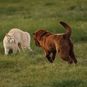 Cat and Dog - together
