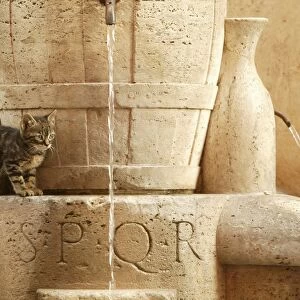 Cat Kitten playing in drinking fountains Rome, Italy
