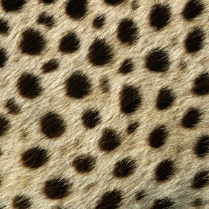 Cheetah - close-up of fur / coat, showing spot pattern Cape Province. South Africa. Africa