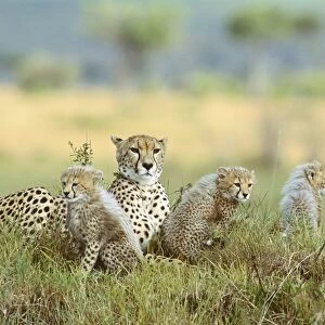 Cheetah - mother and cubs, Masai Mara National Reserve, Kenya JFL06171