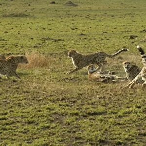Cheetahs LA 624 Transmara, Maasai Mara, Kenya Acinonyx jubatus © J. M. Labat / ardea. com
