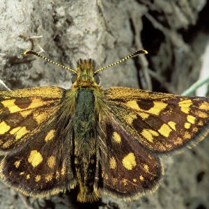 Chequered Skipper Butterfly Rare in UK