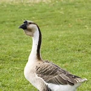 Chinese / Swan goose - bred from the Asian Swan goose at the Rare Breed Trust Cotswold Farm Park Temple Guiting near Stow on the Wold UK