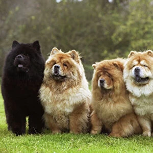 Chow Chow - line of five