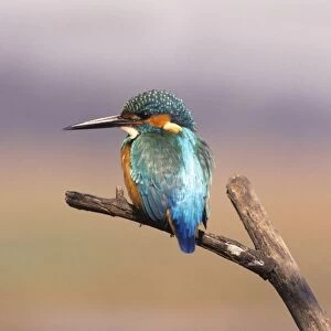 Common Kingfisher, On perch. Keoladeo National Park, India