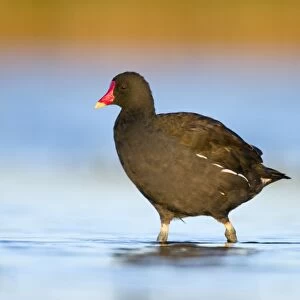 Common Moorhen Adult in shallow water. Cleveland. UK