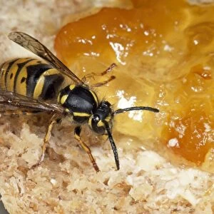 Common Wasp - feeding om marmalade - UK