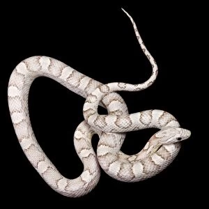 Corn / Red Rat Snake - Ghost Silver Queen mutation - North America