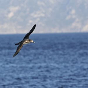 Cory's Shearwater - in flight. The strait of Gibraltar - Spain