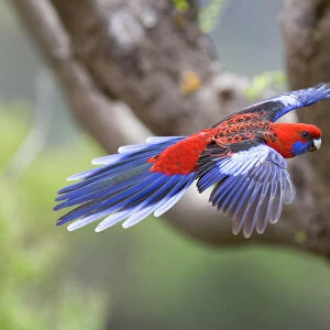 Crimson Rosella - adult in flight is about to land on a tree - Wilson's Promontory National Park, Victoria, Australia