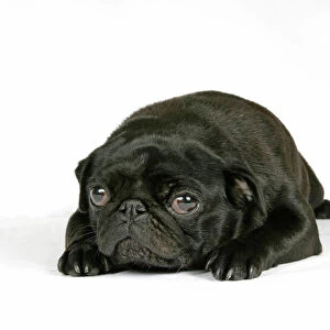 DOG. Black pug puppy (6 weeks old) laying down