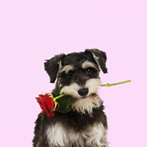 DOG. Schnauzer holding rose Digital Manipulation: background white to pink