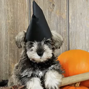 DOG. Schnauzer puppy looking over broom wearing witches hat