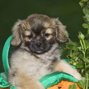 Dog - Tibetan Spaniel puppies in garden in pumpkin / Halloween basket