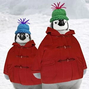 Emperor Penguin - two chicks wearing woolly hats & duffle coats Digital Manipulation: Woolly hats & coats (SU). Removed background penguins