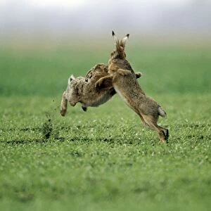 European Brown Hare - two boxing
